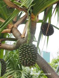 Image result for Pandanus utilis