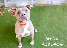 (kuddly) then things took a downturn for pit bulls — by 1986, there were 350 reports of this type of dog attacking humans. Pit Bull Mauls Adopter Attacks La Animal Services Shelter Employee Their Lives Matter