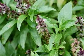 Apa sajakah manfaat biji selasih untuk kesehatan tersebut? Panduan Lengkap Cara Menanam Budidaya Basil Atau Selasih Dari Biji Dan Stek Batang Bagi Pemula Faunadanflora Com