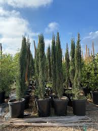 Image result for Cupressus sempervirens