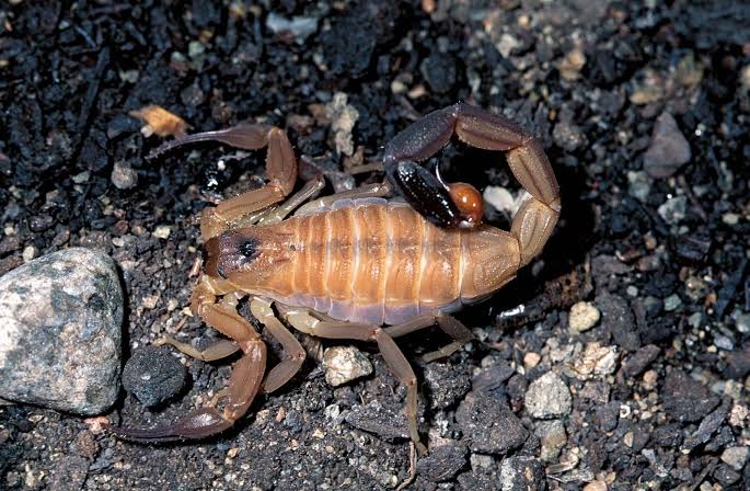 Chactid | scorpion | Britannica