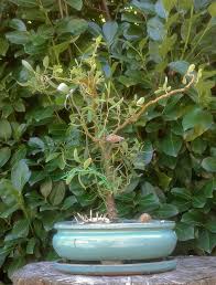 Browse through our range of high quality bonsai tools. Curly Willow Tree A Den Of Snakes A Rally Of Tentacles And A Clew Of Worms Bonsai Steempeak