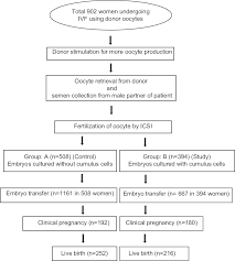 impact of embryo co culture with cumulus cells on pregnancy