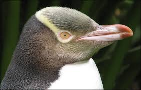 Birds That Cannot Fly With Their Names Pin Ot Polzovatelya Betty Gilmore Na Doske Native Birds