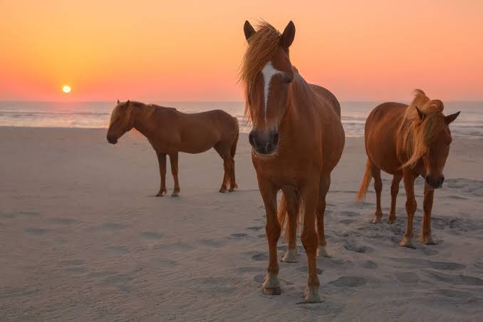 Assateague Island Is Home to Wild Horses, Kayaking Adventures, and  Beautiful Beach Camping