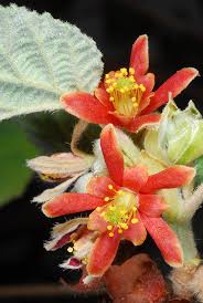 Image result for Grewia holstii