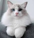 The Ragdoll Cat — All About This Fascinating Cat Breed ...