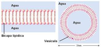 Resultado de imagen para bicapa lipidica