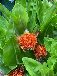 Image result for Scadoxus puniceus