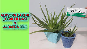 Antiviral ve anti enflamatuar anti kanser özelliklerine sahip bir şeker olan acemannan içerir. Hizli Aloe Vera Koklendirme Aloe Vera Costuran Tarifi Aloe Vera Bakimi Ve Cogaltilmasi Aloevera Jeli Youtube