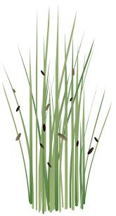 Image result for Schoenoplectiella articulata