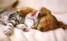 Feel free to post pictures and videos of cute things. Proof That Puppies And Kittens Are Better Together