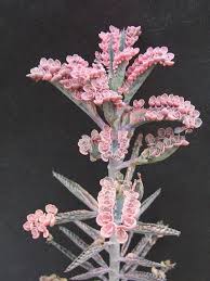 Kalanchoe Pink Butterflies Unusual Plants Plants Cacti And Succulents