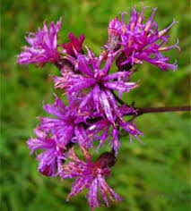 Research suggests native plants are four times more attractive to native bees than exotic flowers. Hummingbirds Butterflies Bees Maryland S Wild Acres