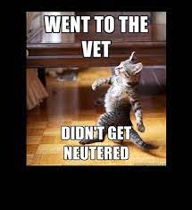 Cat Vet No Neutered Good Day Funny Cat Jokes Cat Quotes Funny Funny Football Memes