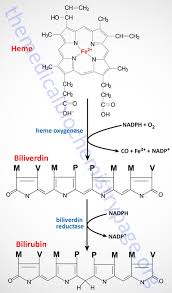 Porphyrin And Heme Synthesis And Bilirubin Metabolism