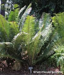 Image result for Encephalartos gratus