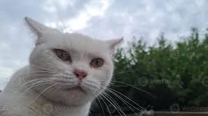 Beautiful and Cute Cat is Posing 10271216 Stock Photo at Vecteezy