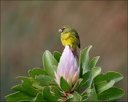 Image result for Craterosiphon quarrei