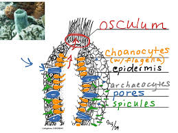 Enchantedlearning.com label sponge cross section diagram using the definitions listed below, label the sponge diagram. Sponge Anatomy Anatomy Drawing Diagram