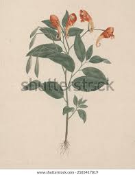 Image result for Discopodium penninervium