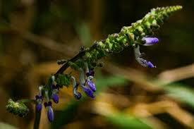 Image result for Equilabium stenosiphon