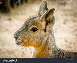 Image result for Dolichos junodii