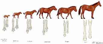 Horse Evolution Chart Reading Industrial Wiring Diagrams