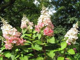 Dabei wird zwischen winterharten und winterfesten sowie immergrünen und laubabwerfenden hydrangea unterschieden. Hortensien Hydrangea In Arten Und Sorten Moorbeetpflanzen