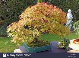 A multi trunk japanese acer palmatum bonsai on display in belfast northern. Japanese Maple Bonsai On Display Stock Photo Alamy