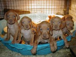 Vizsla puppies for sale in ohio select a breed. Vizsla Puppies For Sale Petfinder