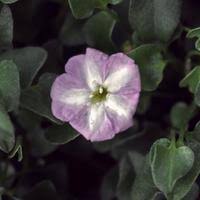 Image result for Falkia