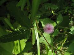 Image result for Ypsilopus erectus