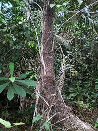 Image result for Raphia sese