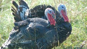 The bronze is a breed of domestic turkey. Broad Breasted Bronze Turkey Large Colourful Robust Youtube