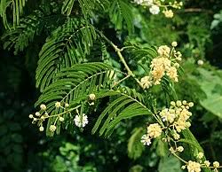 Image result for Acacia schweinfurthii
