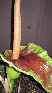 Image result for Amorphophallus goetzei