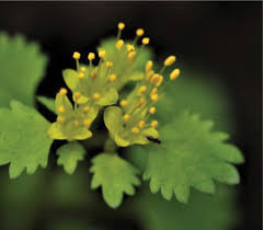 Image result for Crotalaria prolongata