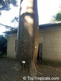 Image result for Pearsonia cajanifolia