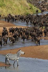 Serengeti National Park African Animals African Wildlife Animals Beautiful