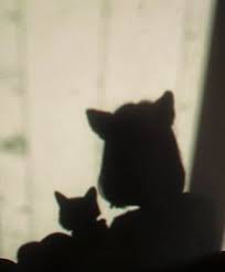 Tetapi kali ini yang kita bahas tentang benarkah dengan kucing hitam dapat mempelajari ilmu menghilang ? Mercuryble Ifensdpm Profil Pinterest