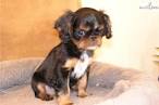English Toy Spaniel Club of America – Official Site of ...