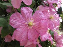 Maybe you would like to learn more about one of these? Clematis Comtesse De Bouchaud Late Large Flowered Clematis
