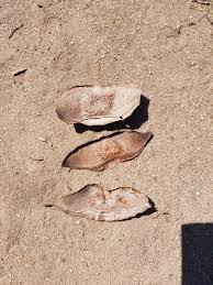 Image result for Xeroderris stuhlmannii