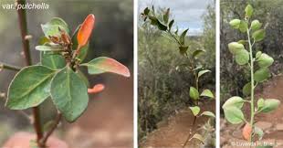 Image result for Clutia