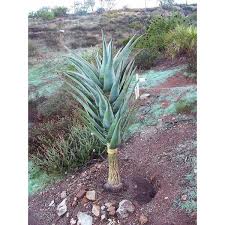 Image result for Aloe bukobana
