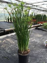 Image result for Cyperus haspan