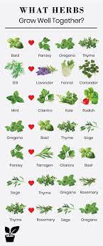 What Herbs Grow Well Together Companion Planting Herbs Plants Outdoor Herb Garden What Herbs Grow Well Together