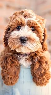 Why should you spend your money at happy tails in this very under rated program. Cockapoo Puppy Cockapoo Puppies Cute Animals Cavapoo Puppies