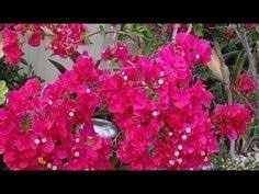 Adenium obesum = caudex min 4cm =1/10= cacti 仙人掌 กระบองเพชร kakteen #4902. 18 Bouganvillas Ideas Bougainvillea Planting Flowers Bougainvillea Tree